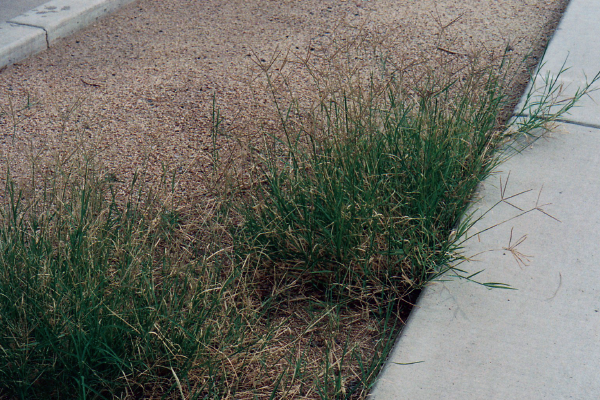 Bermuda Grass