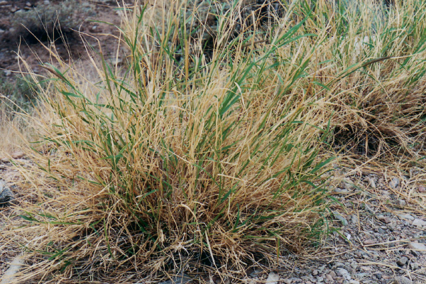 Buffel Grass