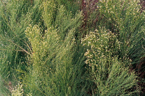 Desert Broom