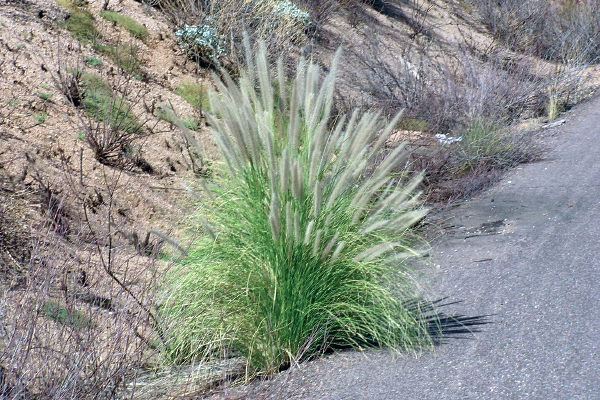 Fountain Grass