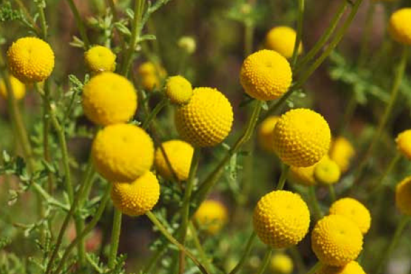 Globe Chamomile 