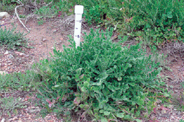 Malta Starthistle