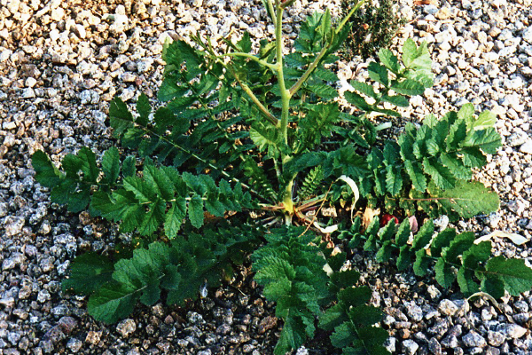 Saharan Mustard