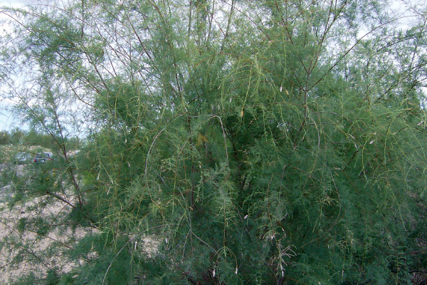 Tamarisk/Salt Cedar